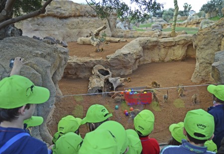 Expedición África Pascua 2015 - escuela de vacaciones de Bioparc Valencia - niños observando a las suricatas