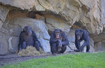 Eva, Noelia y Natalia - chimpancés en Bioparc Valencia - mayo 2015