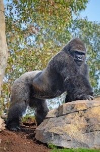 Experiencias Bioparc - Bioparc Valencia 2015 - el gorila Mambie