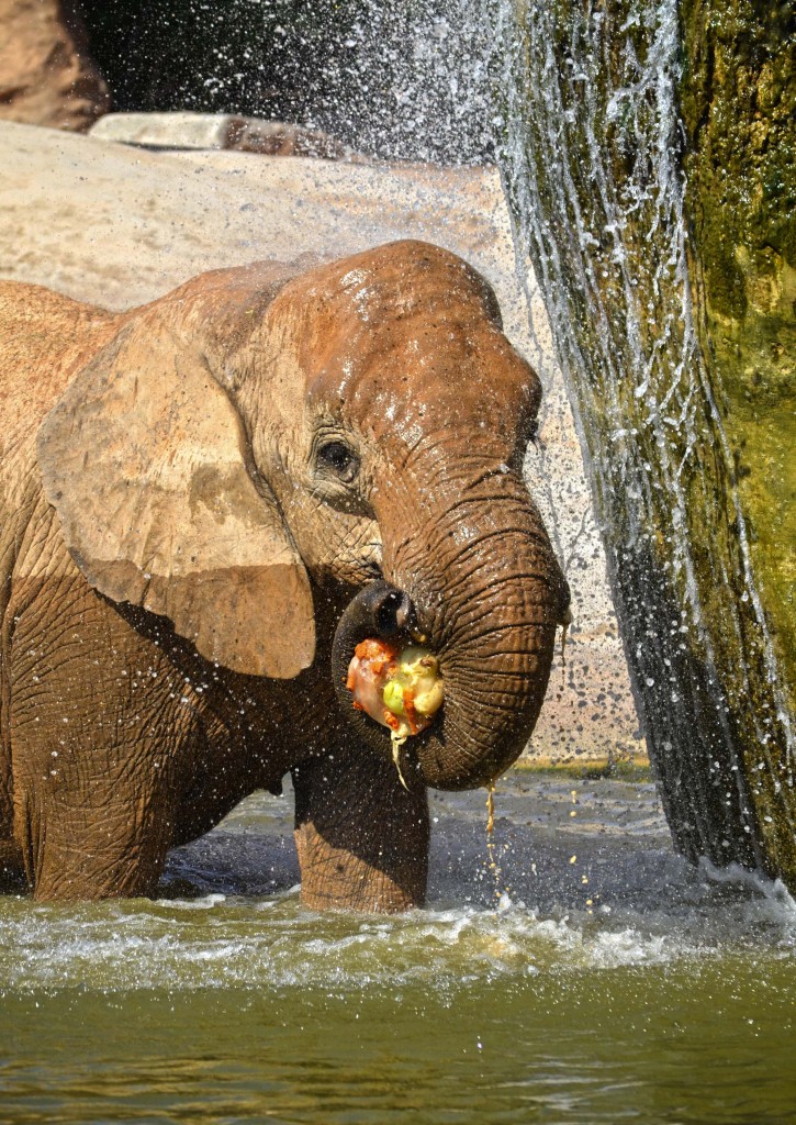 BIOPARC Valencia - verano 2015 - elefante refrescándose con un helado de frutas y verduras