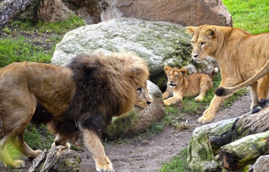 Familia de leones en el kopje - agosto 2015 en BIOPARC Valencia