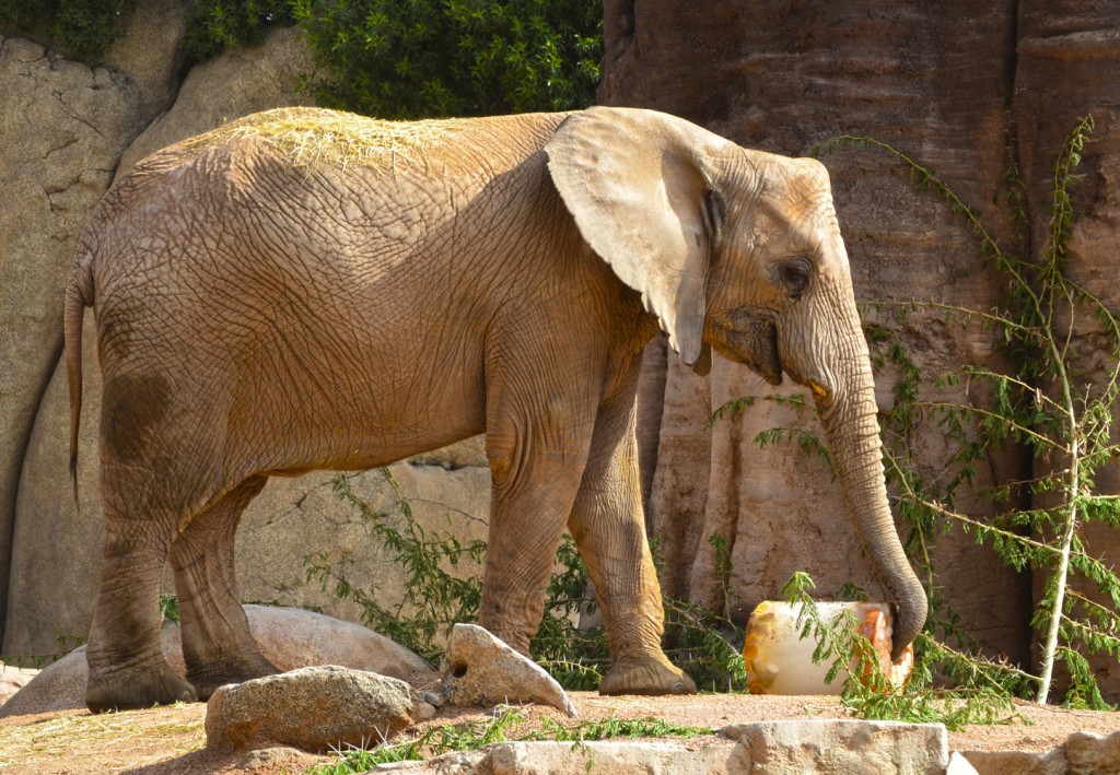 Hembra de elefante africano - día mundial de los elefantes - BIOPARC Valencia