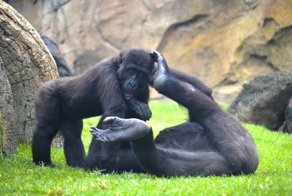 El pequeño gorila Ebo jugando con una de las hembras - verano en BIOPARC Valencia 2015