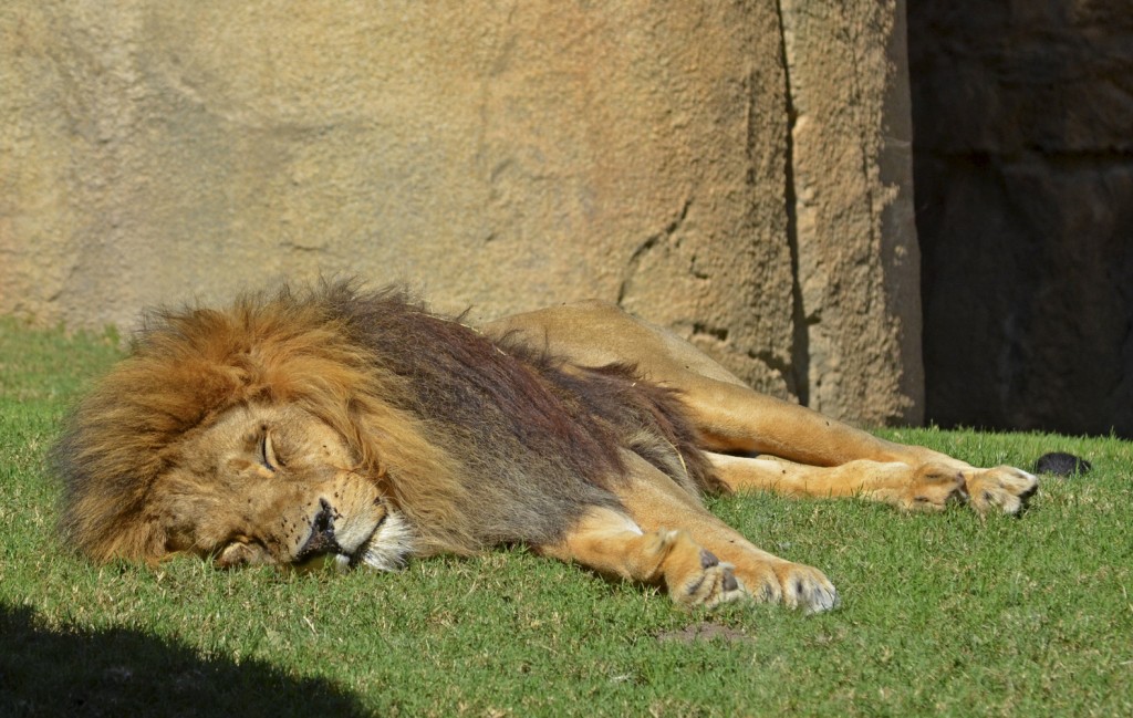 La siesta del león Keops - BIOPARC Valencia