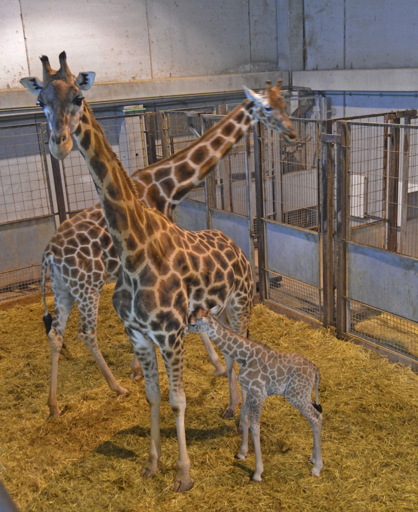 Cría de jirafa recién nacida en BIOPARC Valencia