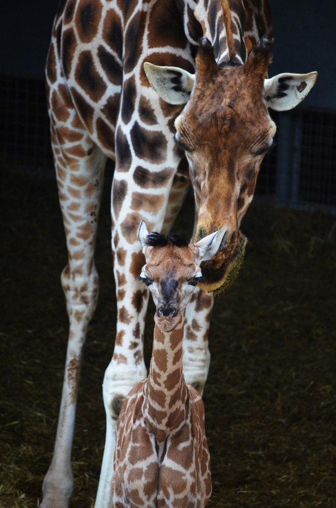 BIOPARC recibe el nuevo año con el nacimiento de una jirafa de una de las subespecies más amenazadas