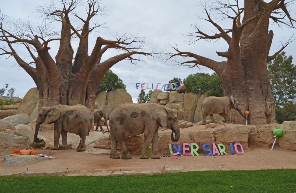 8º ANIVERSARIO BIOPARC - elefantes en el bosque de baobabs