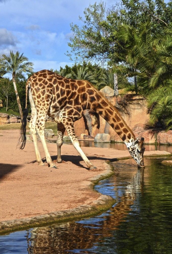 Febrero 2016 en BIOPARC Valencia - jirafa bebiendo agua en la Sabana