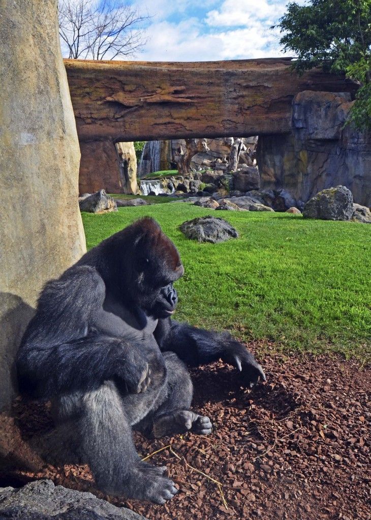 Febrero 2016 - gorila en el bosque ecuatorial de BIOPARC Valencia