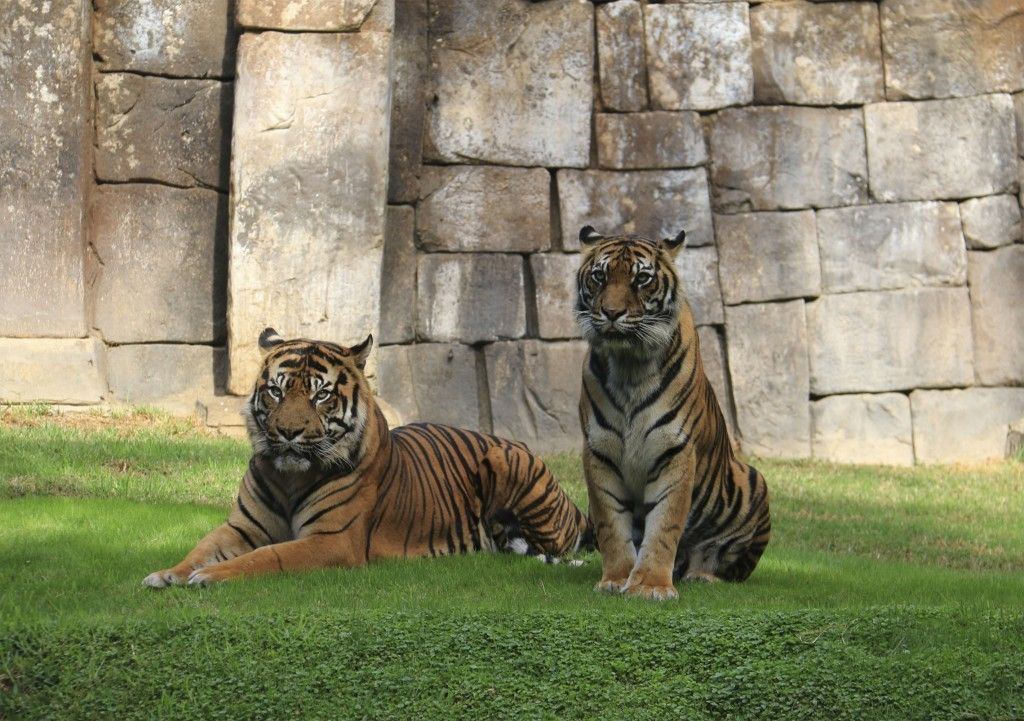 Tigres en BIOPARC Fuengirola