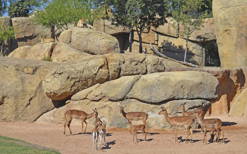 BIOPARC Valencia - Las crías de impala son el centro de atención para los habitantes de la Sabana 