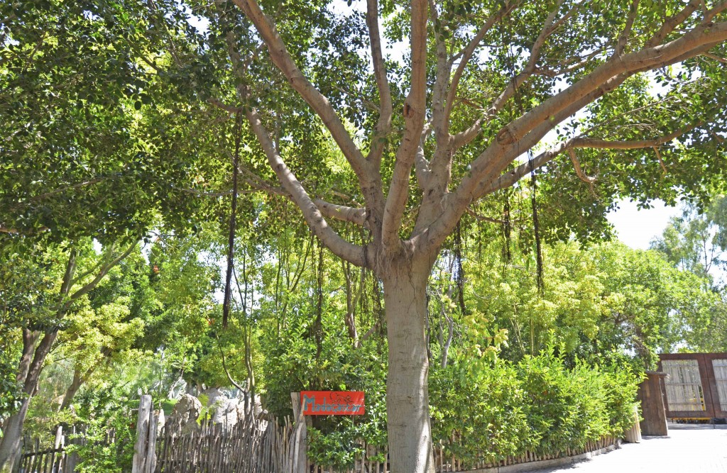 Ficus Nítida - BIOPARC Valencia web