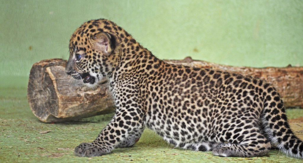 Cachorro de leopardo - BIOPARC Valencia - agosto 2016 (8)