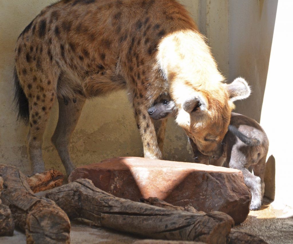 cachorro-de-hiena-con-14-semanas-de-vida-junto-a-su-madre-cobijo-interior-de-bioparc-valencia