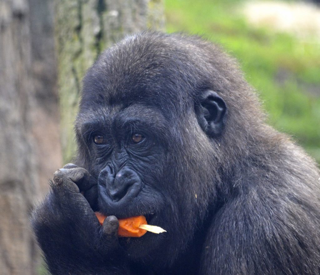 EBO, el primer gorila nacido en BIOPARC Valencia, celebra “su 4º cumple” en familia