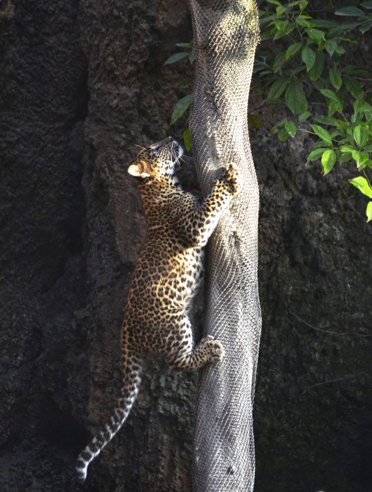 Cachorro de leopardo trepando a un árbol - BIOPARC Valencia