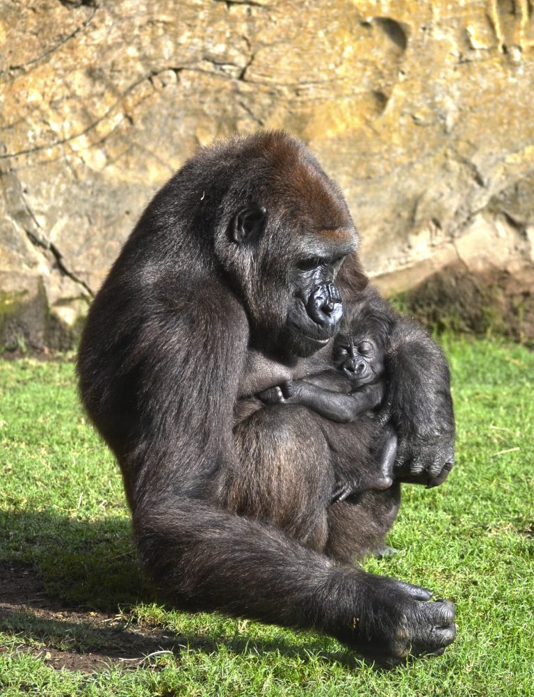 El bebé gorila nacido en agosto en BIOPARC Valencia es una hembra