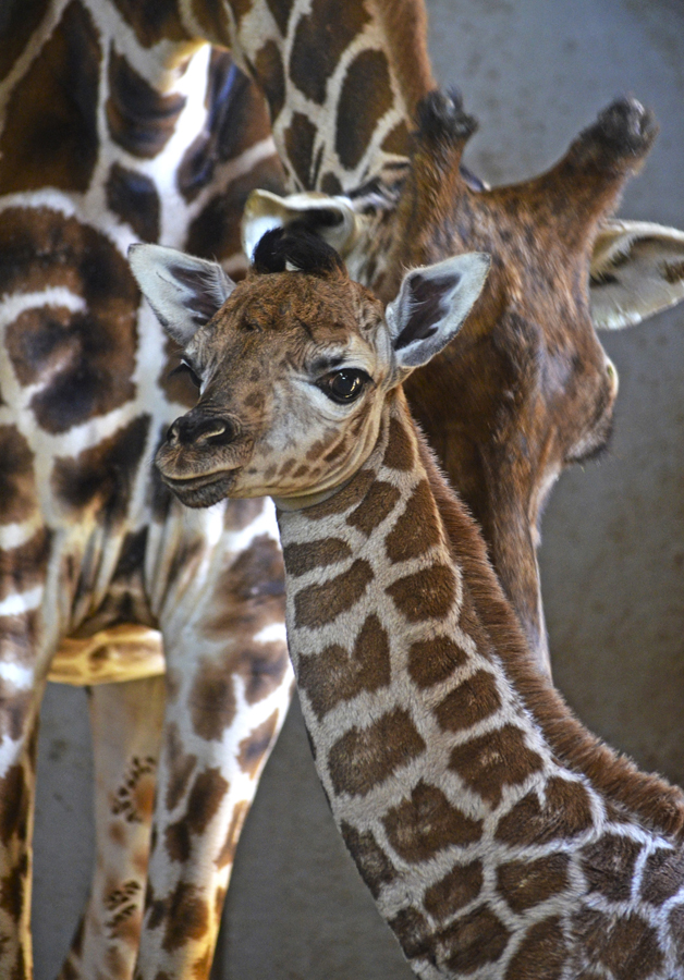 Nace una jirafa Baringo en BIOPARC Valencia, una subespecie en grave peligro de extinción
