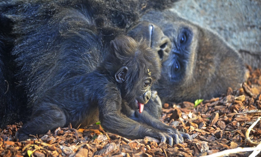 La bebé gorila Virunga ante la protectora mirada de su padre Mambie - BIOPARC Valencia