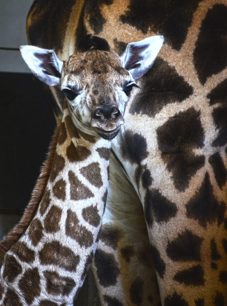 cría de jirafa baringo recién nacida en BIOPARC Valencia