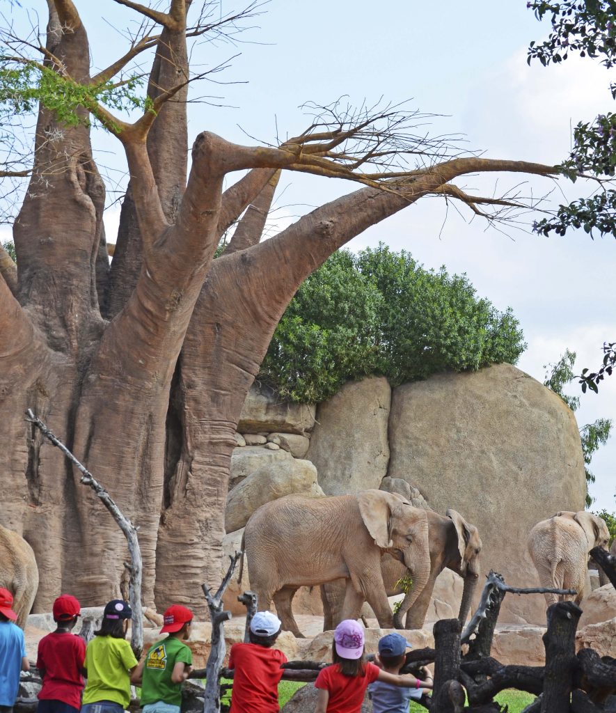 expedicion-africa-escuela-vacaciones-expertos-elefantes