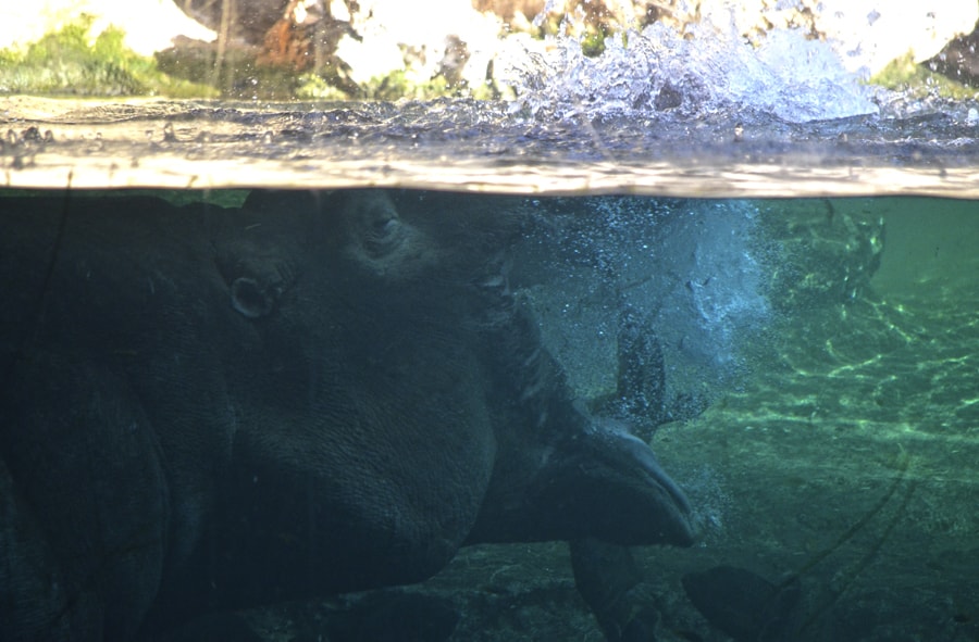 El secreto de la cueva de Kitum - Hipopótamo del Nilo en BIOPARC Valencia