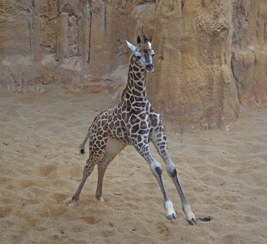 BIOPARC ha querido compartir con los amantes de los animales la elección del nombre de la cría de una de las subespecies de jirafa más amenazadas del planeta: jirafa de Rothschild