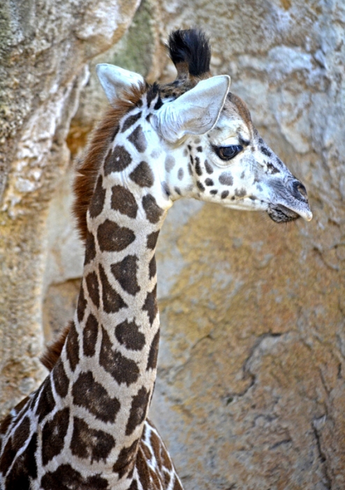 Kenia es el nombre elegido por votación popular para la última jirafa nacida en BIOPARC Valencia