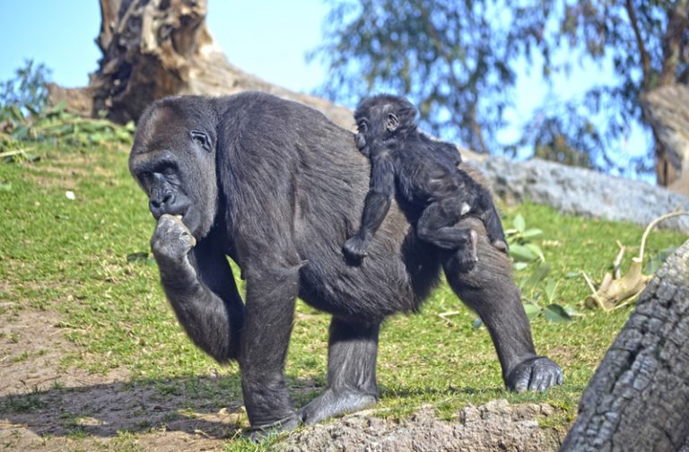 La bebé gorila Virunga sobre su madre Nalani - BIOPARC Valencia celebra 9 años de amor por la naturaleza