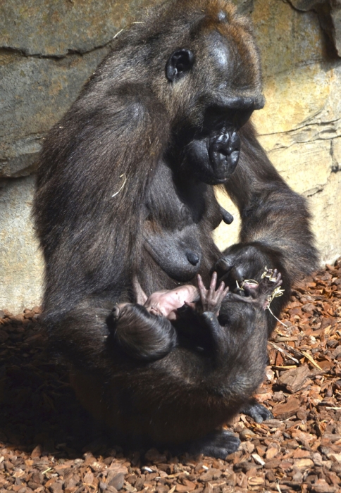 Ha nacido en BIOPARC el tercer bebé gorila valenciano