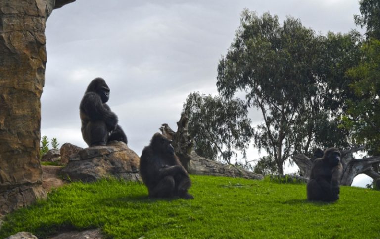 Familia de gorilas en el bosque ecuatorial de BIOPARC Valencia