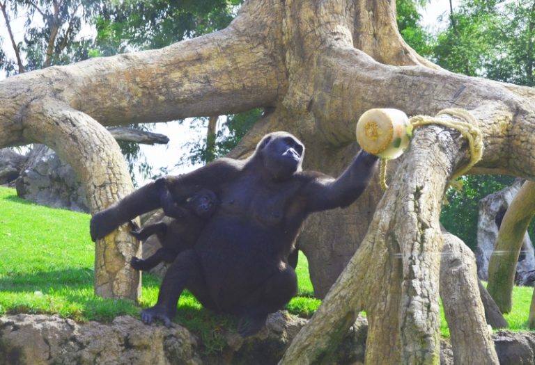 Gorila con su cría en BIOPARC Valencia