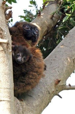 cria lemur vientre rojo 