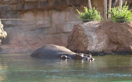 cria y su madre hipopotama