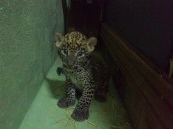 Cría de leopardo