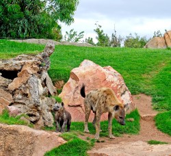 Bioparc Valencia - hienas - madre y cría - junio 2011