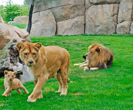 Bioparc - leones - cría de león con sus padres