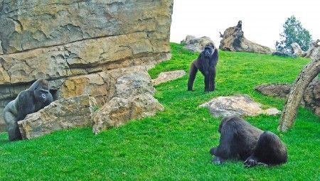 Bioparc Valencia - grupo reproductor gorilas - Mambie, Fossey y Ali