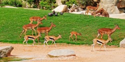 Cría de impala en sus primeros días en la sabana - Bioparc Valencia 2012