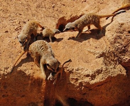 Nuevos cachorros de suricatas - Bioparc Valencia - julio 2012