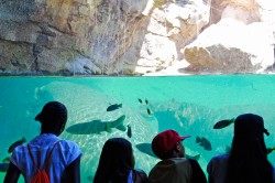 Los niños de San Ildefonso en la cueva de Kitum - Bioparc Valencia