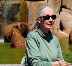 Jane Goodall disfrutando del baño de los elefantes - BIOPARC Valencia 10-05-12