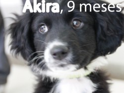 AKIRA - Aupa y Bioparc organizan el primer desfile de perros para potenciar su adopción