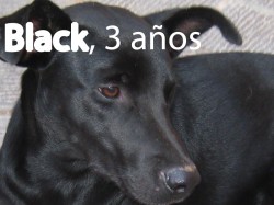 BLACK - Aupa y Bioparc organizan el primer desfile de perros para potenciar su adopción