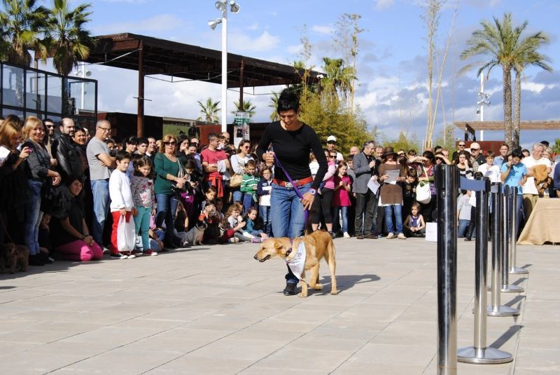 AUPA - Desfile solidario de perros abandonados en Bioparc Valencia