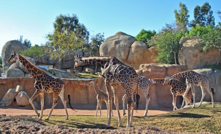 Bioparc Valencia - Ramsés es cuidado y mimado por todas las jirafas