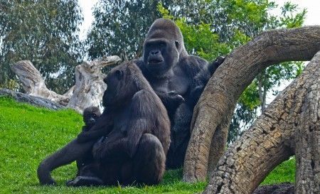 La familia de gorilas en el bosque ecuatorial - primavera 2013 en Bioparc Valencia