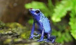 Rana veneno azul - Dendrobates azureus