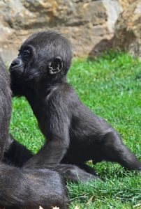 El bebé gorila Ebo da sus primeros pasos y cumple 6 meses - BIOPARC VALENCIA