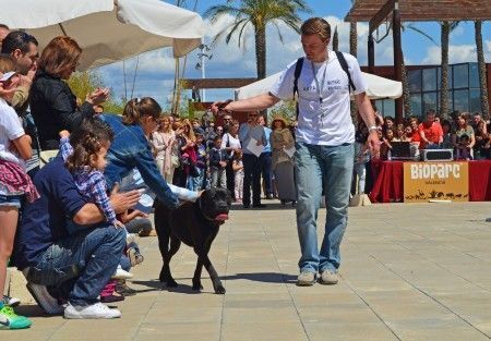 Bioparc Valencia - 2 desfile solidario de perros abandonados organizado por AUPA